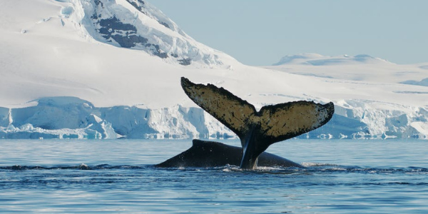 Humpback whale near the Antarctic ice